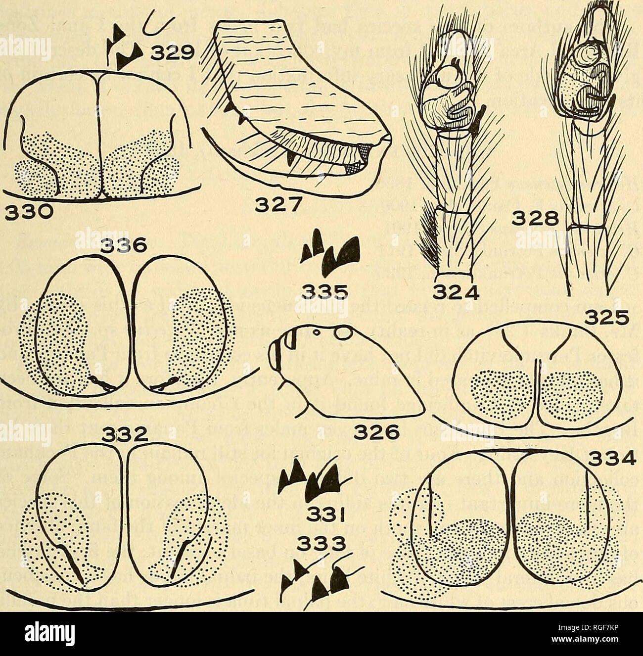 . Bulletin of the Museum of Comparative Zoology at Harvard College. Zoology. CHICKERING: SALTICID spiders of PANAMA 373. External Anatomy of Spiders Fig. 324. Cobanus bifurcatus Chickering; male palp, ventral view. Fig. 325. C. bifurcatus Chickering; epigynum, ventral view. Figs. 326-327. C. electus Chickering; male carapace, lateral view; and male. chelicera. Fig. 328. C. electus Chickering; male palp, ventral view. Figs. 329-330. C. electus Chickering; female cheliceral teeth; and epigynum, ventral view. Figs. 331-332. C. incurvus Chickering; female cheliceral teeth; and epigynum, ventral vi Stock Photo