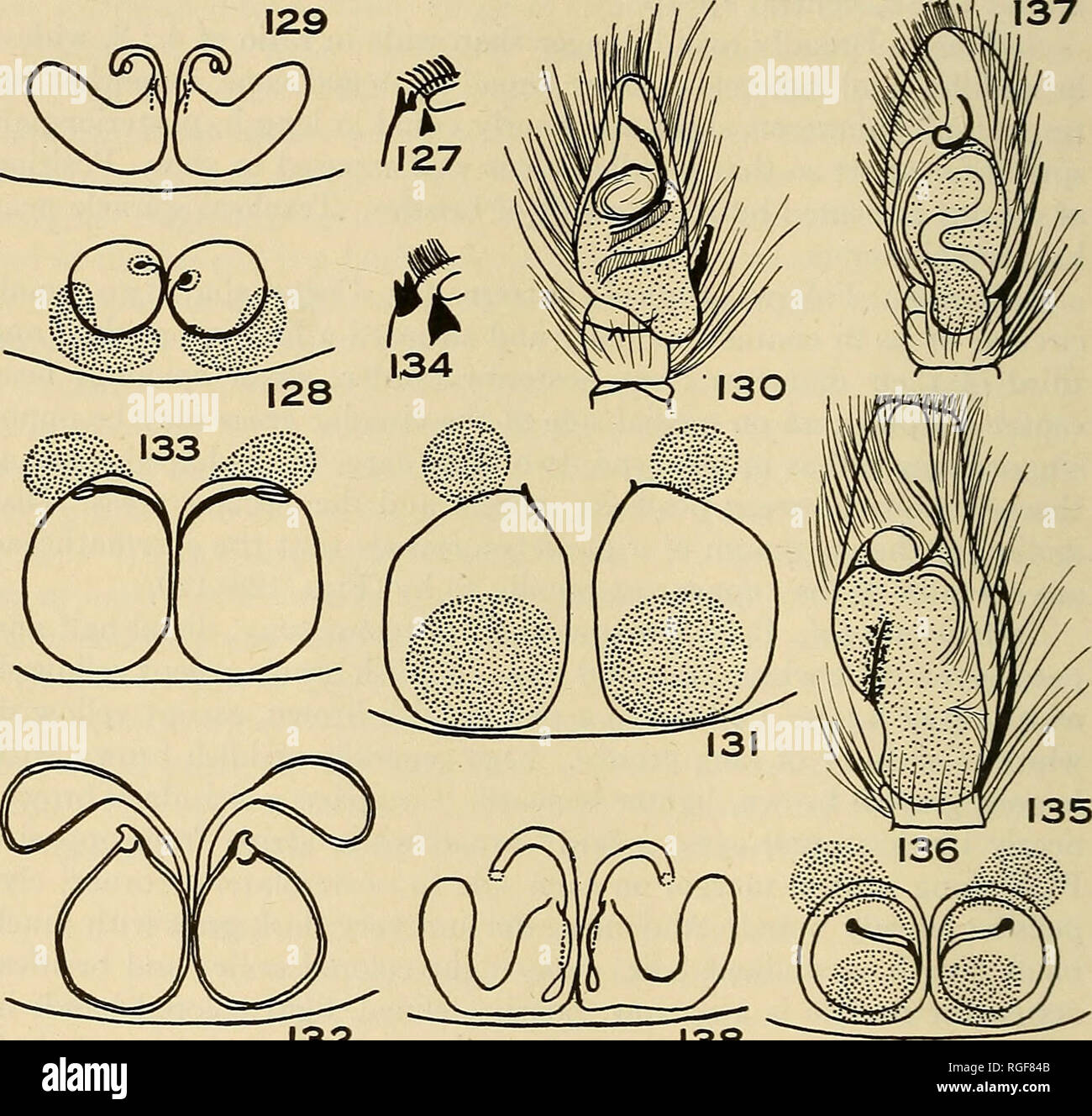 . Bulletin of the Museum of Comparative Zoology at Harvard College. Zoology. 144 bulletin: museum of comparative zoology 137. 132 138 External Anatomy of Spiders Fig. 127. Corythalia modesta Chickering; female cheliceral teeth. Figs. 128-129. C. modesta Chickering; epigynum, ventral view, and dissected, viewed from within. Fig. 130. Corythalia obsoleta, male palp, ventral view. Figs. 131-132. C. obsoleta, epigynum, ventral view, and dissected, viewed from within. Fig. 133. Corythalia panamana, epigynum, ventral view. Fig. 134. Corythalia parvula, male cheliceral teeth. Fig. 135. C. parvula, ma Stock Photo