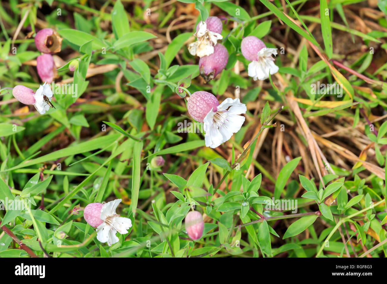 Close up Bladder Campion flowers in Scotland Stock Photo