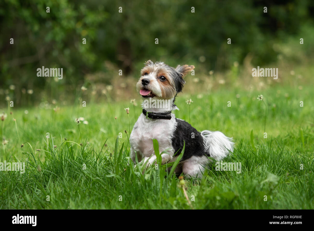A Little Terrier With Short Hair Out In The Meadow Stock Photo
