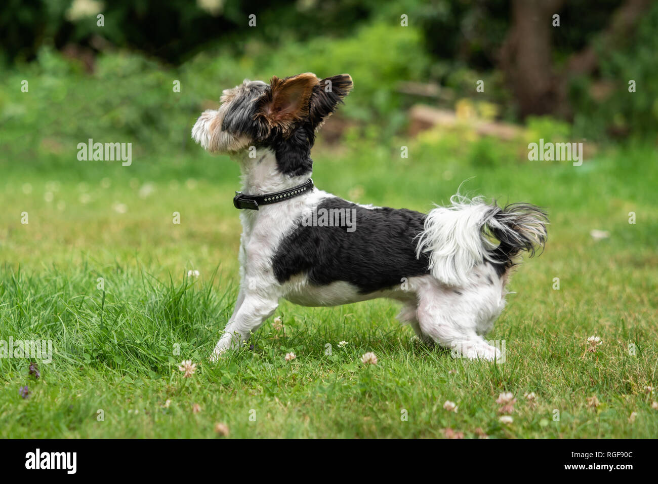 A Little Terrier With Short Hair Out In The Meadow Stock Photo