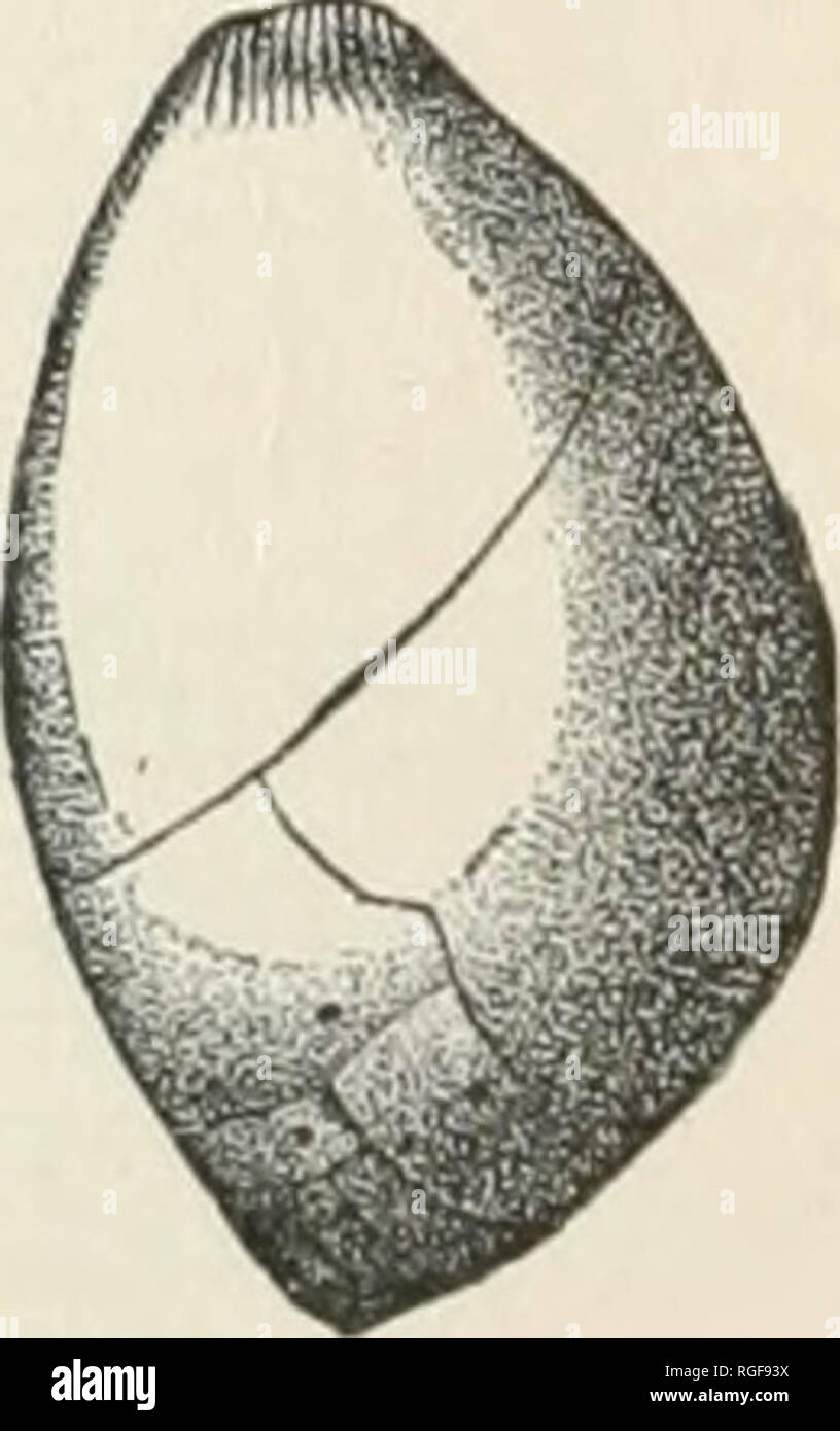 . Bulletin of the Museum of Comparative Zoology at Harvard College. Zoology; Zoology. Fig. 507. Fig. 508. Fig. 508 a. Fig 509. Cristellaria calcar. Â¥â Sagrina dimorpha. f (Goes.) Polymorphina ovata (Goes.) Y- (Brady.) a size of 4 mm. in length. Living specimens of Polijmorphina ovata (Fig. 509) have been obtained by the &quot; Blake&quot; and &quot; Challenger &quot; in the Caribbean district.. Please note that these images are extracted from scanned page images that may have been digitally enhanced for readability - coloration and appearance of these illustrations may not perfectly resemble  Stock Photo