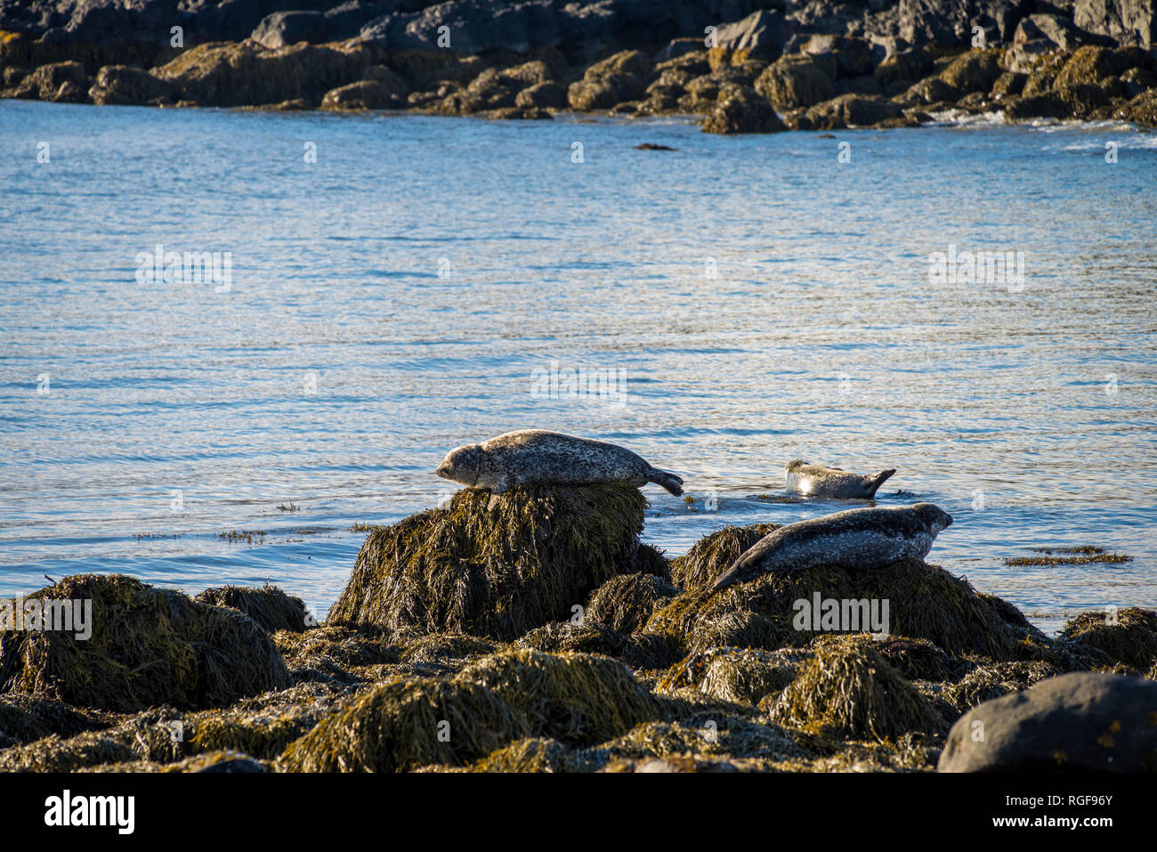 Seals resting in Ytri Tunga beach in Iceland Stock Photo