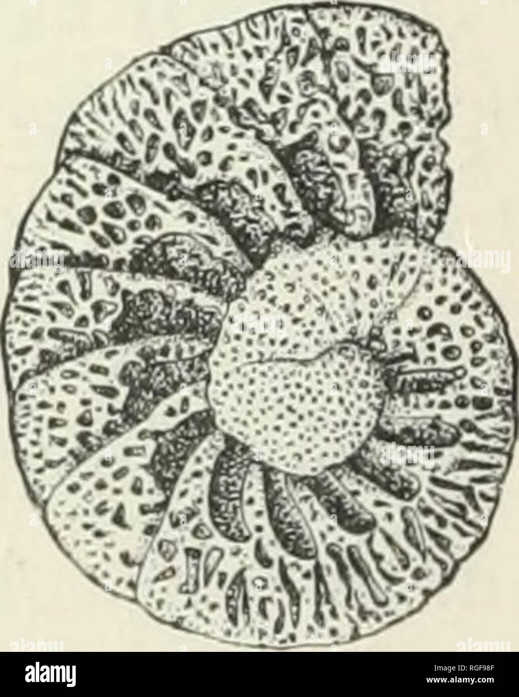 . Bulletin of the Museum of Comparative Zoology at Harvard College. Zoology; Zoology. Fig. 499. Y- Cyclammina eaneellata. (Brady. Most variable in the shape and structure of their shells are the Textularime. A very common type of the group is the cosmopolitan Tex- tularia sagittula (Fig. 500), which at- tains a length of 6 mm.; it has been dredged in the Atlantic in 2,675 fath- oms. Another abundant form, which dates back to the cretaceous, is the com- pact and thick-walled T. trochus (Figs. Fig. 500. —Textularia sagit- tula.. Please note that these images are extracted from scanned page image Stock Photo