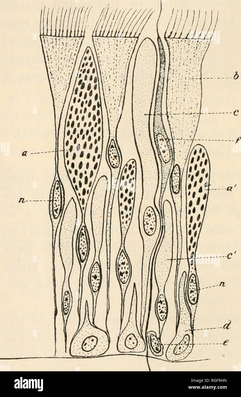 Bulletin Of The Museum Of Comparative Zoology At Harvard College Zoology Bullktix Mrsp Um Of Comrarativk Zoology Integument The Body Wall Of The Neraerteans Consists Of An Outer Integument Composed Of Ciliated