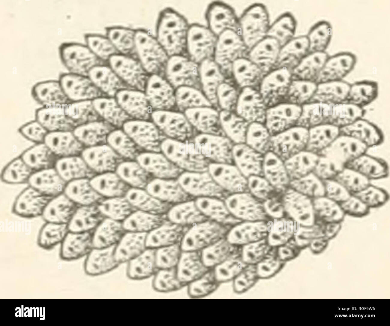 . Bulletin of the Museum of Comparative Zoology at Harvard College. Zoology; Zoology. Fig. 328. — Caberea retiformis. Magnified. (Smitt.) Fig. 329. — Vincularia abyssicola. ^. sentatives, the last closely allied to a typical Australian species. Other species of this group are similarly allied to Australian types. Vincularia abyssicola (Fig. 329), from 450 fathoms, is a most variable species, likely to be placed even in distant families. Fig 330. —Escharipora stellata. f.. Please note that these images are extracted from scanned page images that may have been digitally enhanced for readability  Stock Photo
