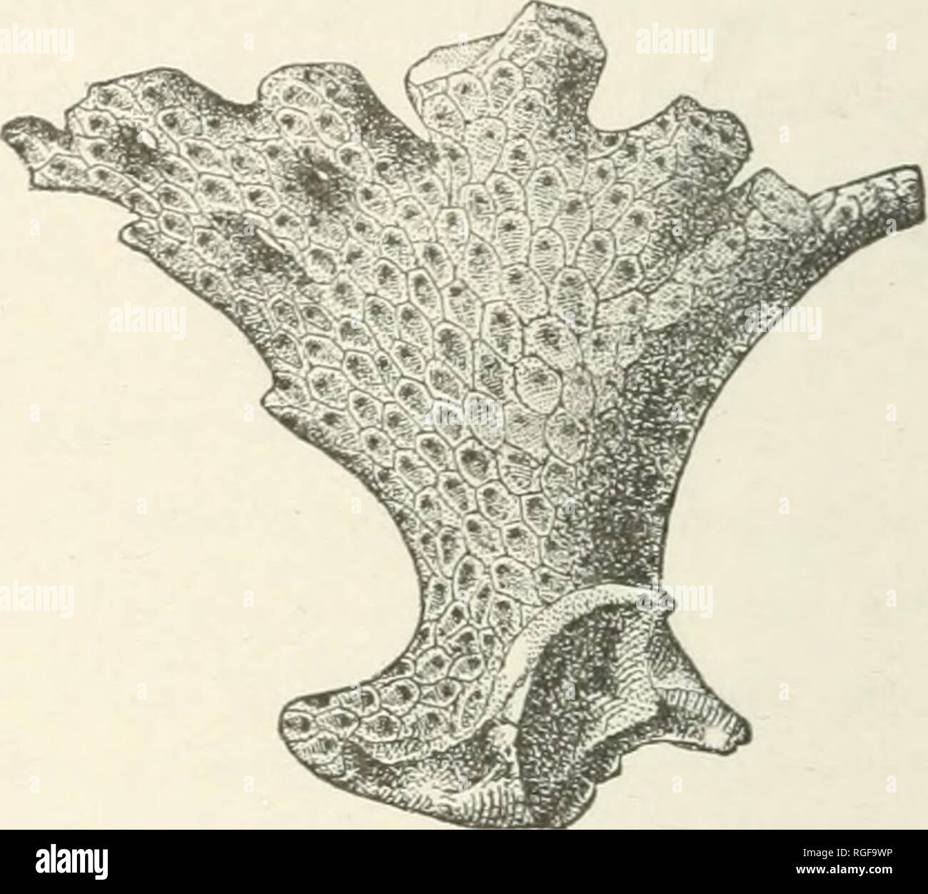 . Bulletin of the Museum of Comparative Zoology at Harvard College. Zoology; Zoology. Fig. 328. — Caberea retiformis. Magnified. (Smitt.) Fig. 329. — Vincularia abyssicola. ^. sentatives, the last closely allied to a typical Australian species. Other species of this group are similarly allied to Australian types. Vincularia abyssicola (Fig. 329), from 450 fathoms, is a most variable species, likely to be placed even in distant families. Please note that these images are extracted from scanned page images that may have been digitally enhanced for readability - coloration and appearance of these Stock Photo