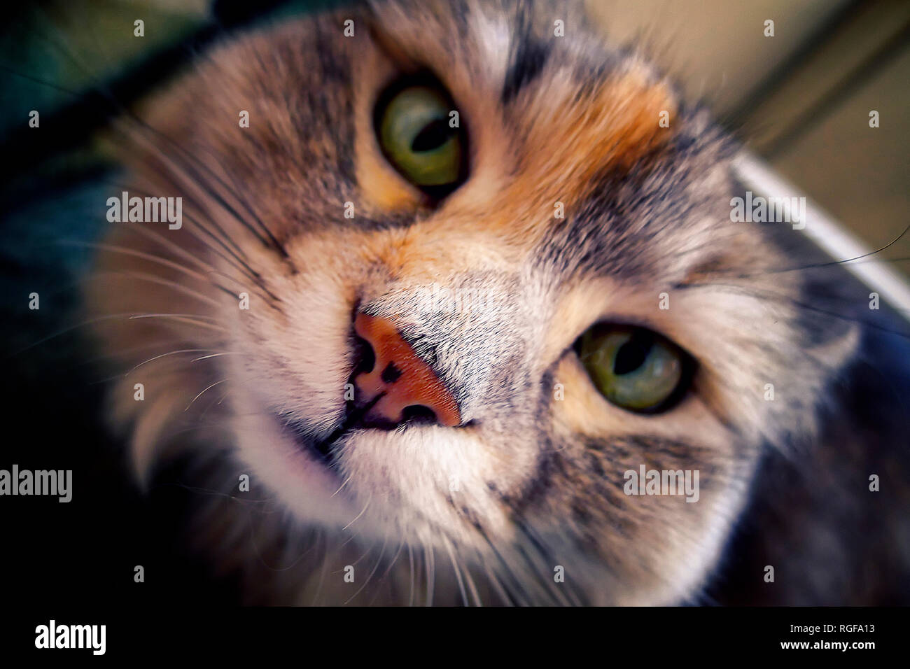 Portrait, closeup, of a Siberian female cat. Stock Photo