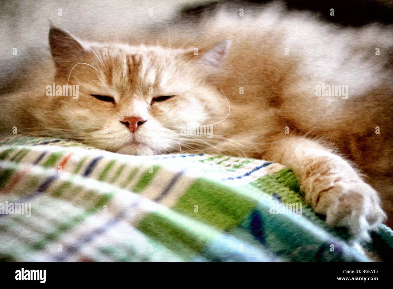 A Siberian male cat is having his afternoon lazy hour. Stock Photo