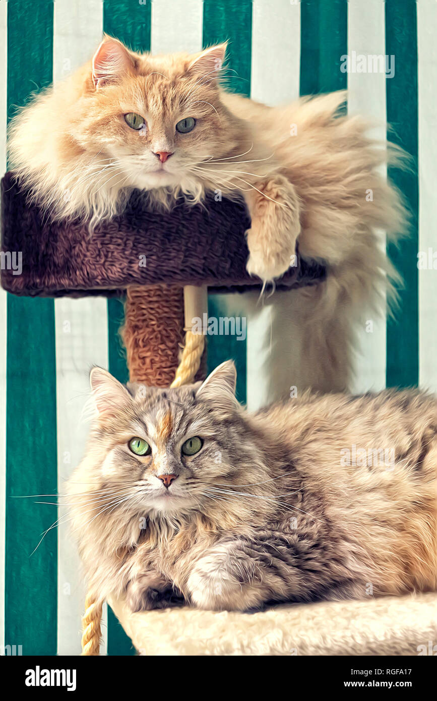 Two Siberian cats on their loved cat tree. Stock Photo