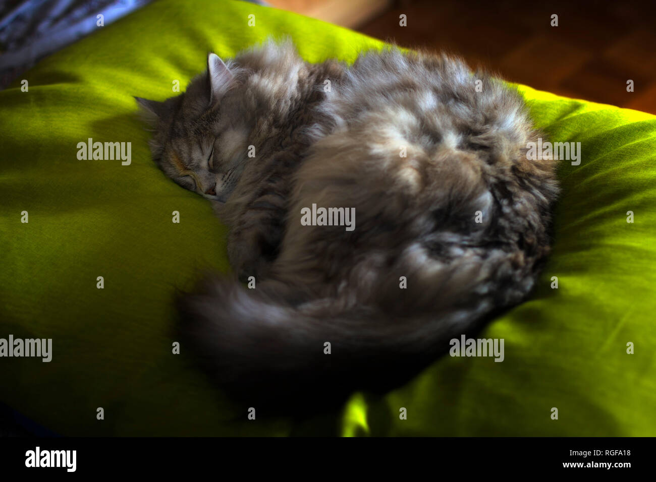 A Siberian female cat is sleeping on a green blanket. Stock Photo