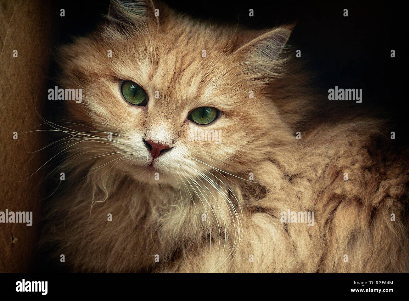 Portrait of a beautiful Siberian male cat in his loved paper box. Stock Photo