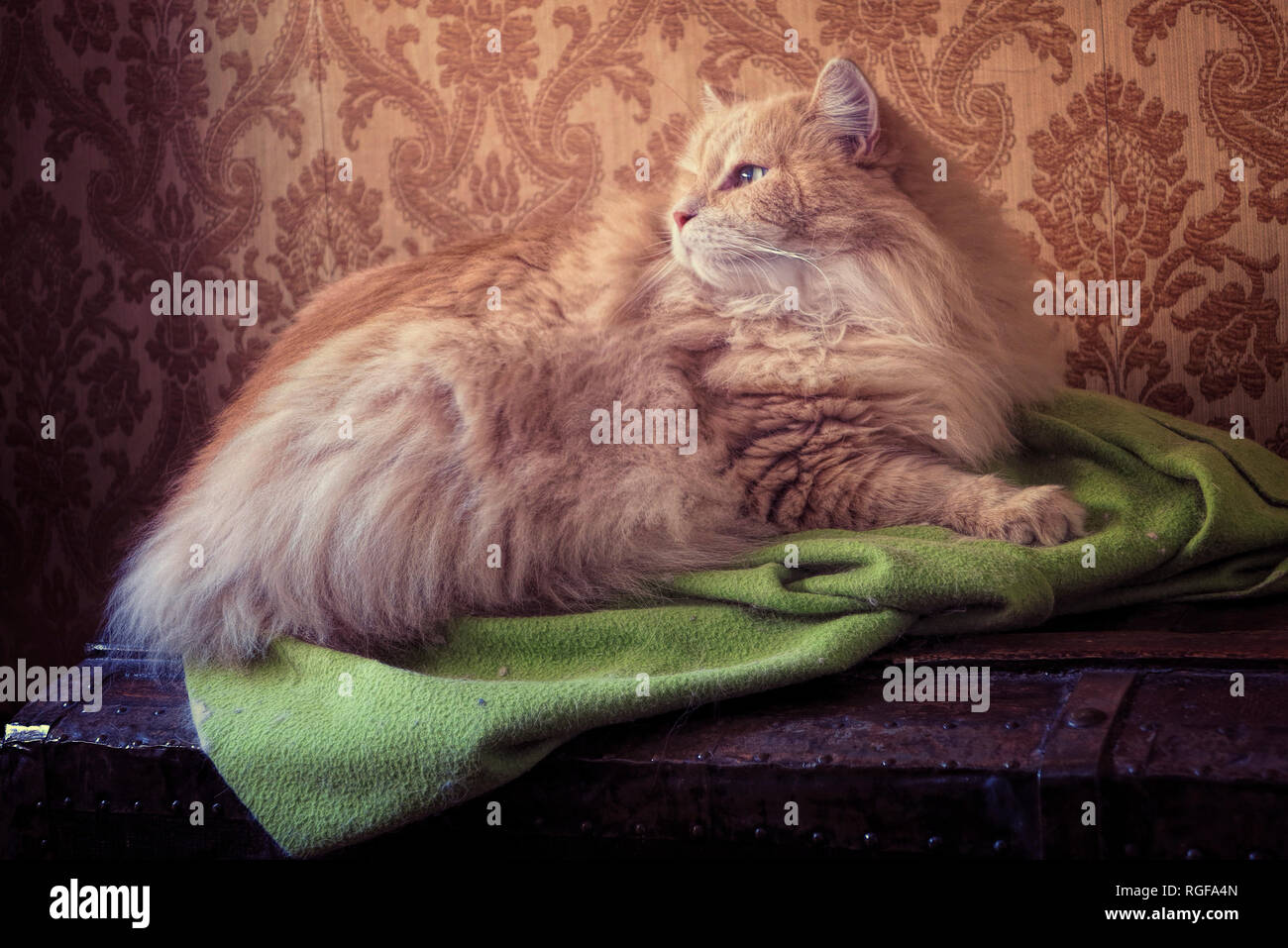Portrait of a Siberian male cat on his loved pile blanket Stock Photo