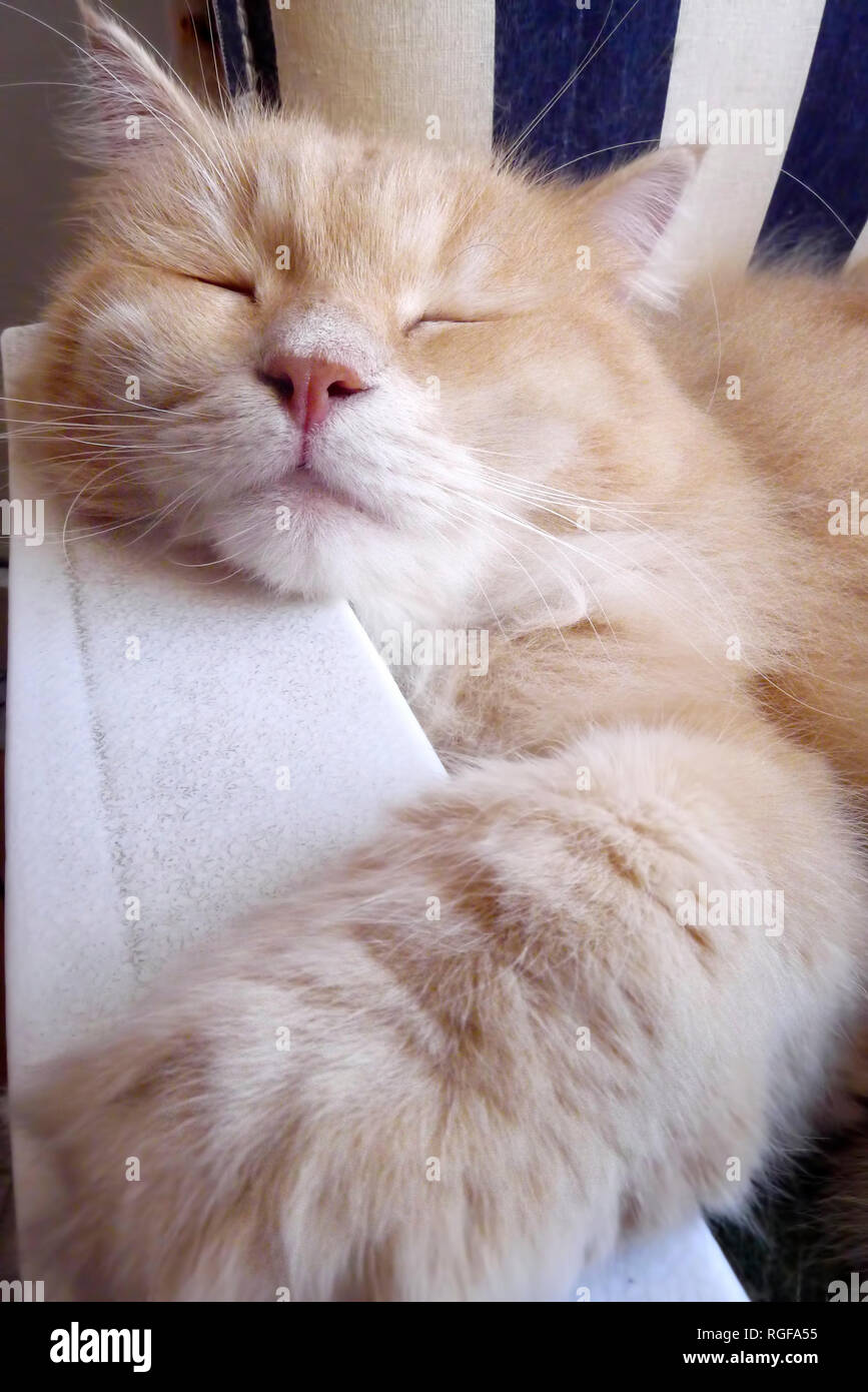 A Siberian cat is sleeping with his head and paw on the armrest of a chair. Stock Photo