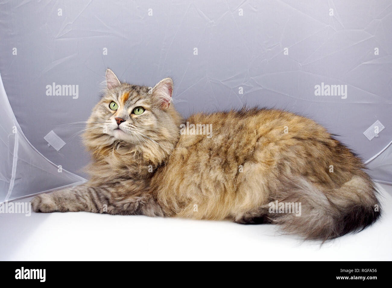 Siberian female cat in the soft box. Stock Photo