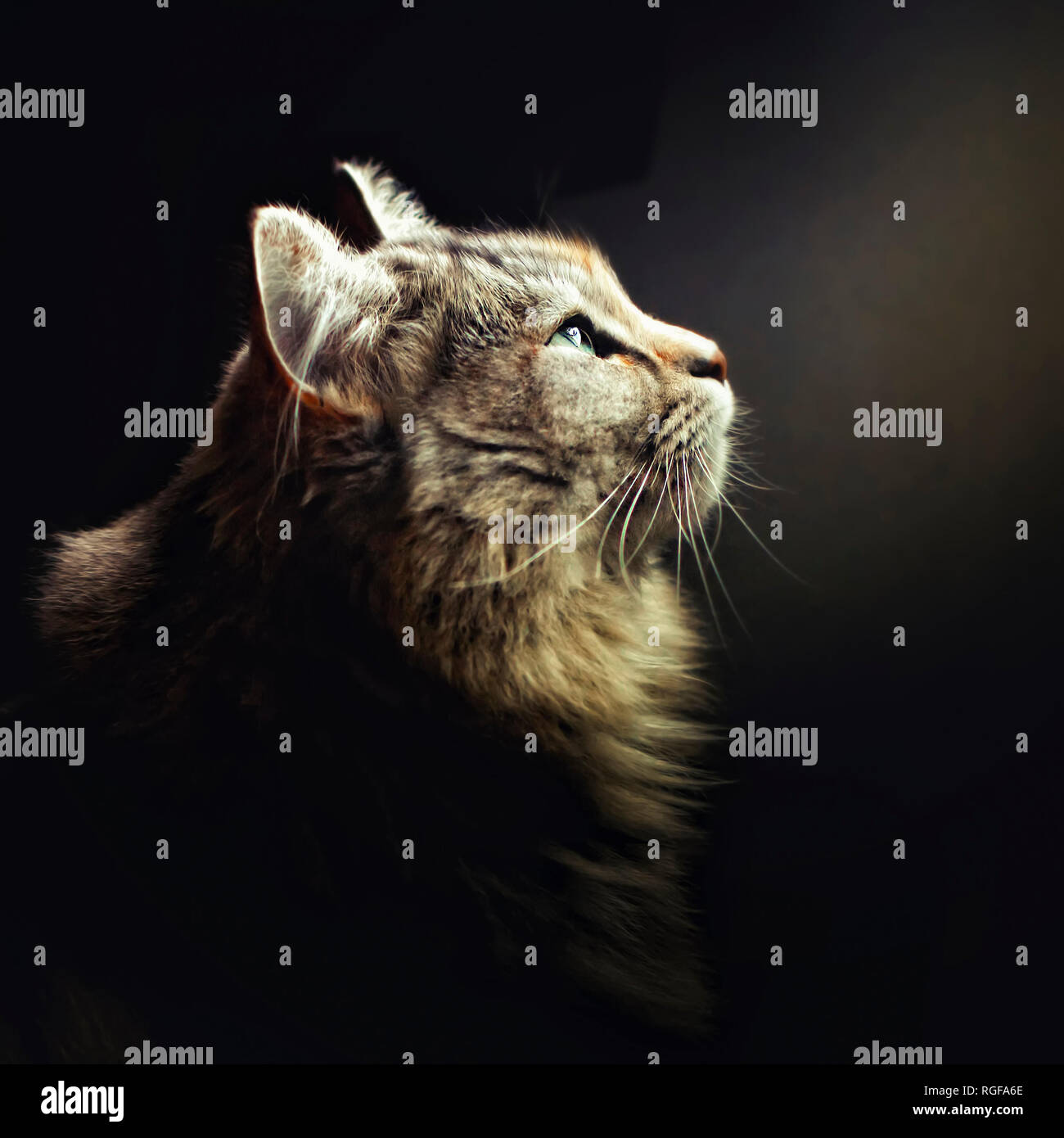 CommuniCATing with God. Siberian adult cat. Stock Photo