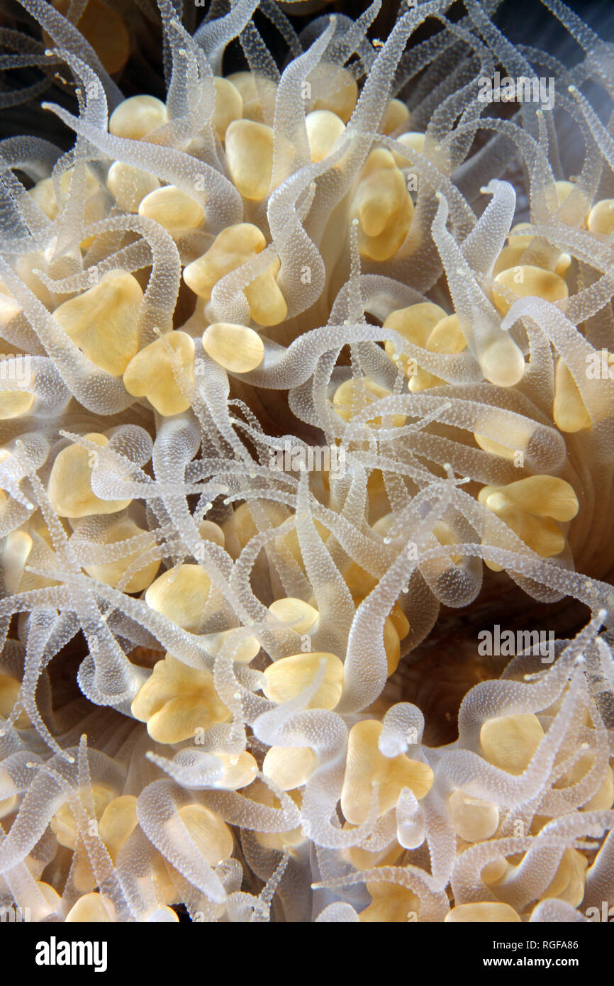 Bubble coral in the Red Sea Stock Photo