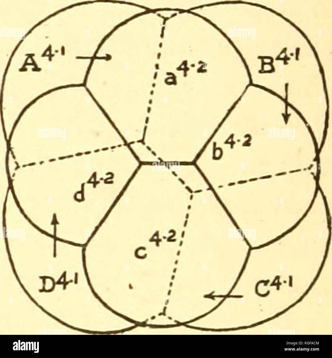 . Bulletin of the Museum of Comparative Zoology at Harvard College. Zoology. Figure A is a diagrammatic representation of the four-cell stage of Li max as seen from the animal pole, showing dorsal and ventral cross furrows. Figure B is the same of the eight-cell stage. This condition is not quite realized in Figure 21 (Plate III.), owing to the near proximity of the succeeding division, which restores the cross furrows approximately to the conditions of the four-cell stage. Thus, in the typical eight-cell stage of Limax the cross fuiTows correspond to those of the same stage of Nereis (Wilson  Stock Photo
