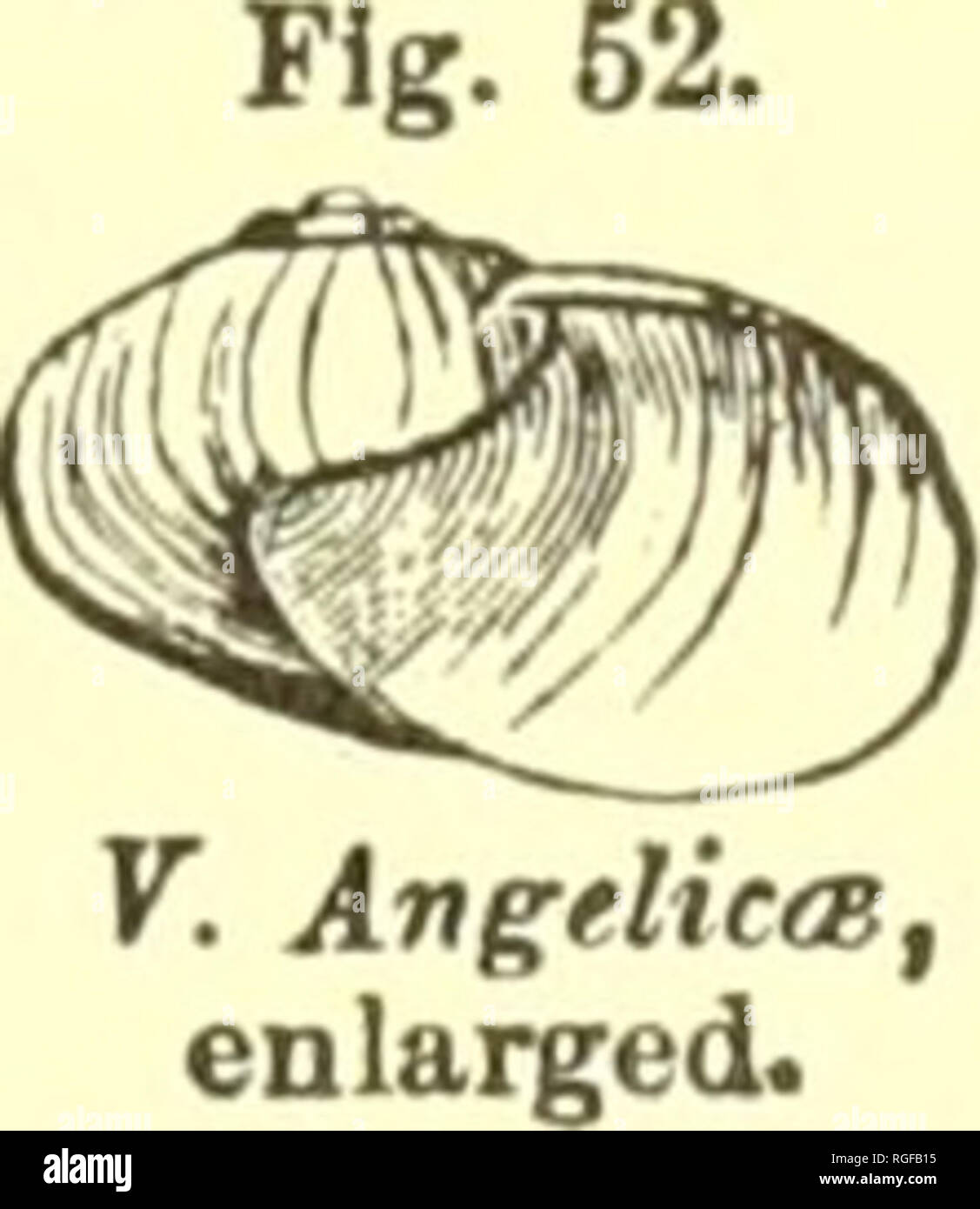 . Bulletin of the Museum of Comparative Zoology at Harvard College. Zoology. VITRINA. 137 Vitrina Americana, Pfeiffeh, Dec. 1852, Proc. Zool. Soc, 156.—Chemnitz, ed. 2, 9, PI. I. Figs. 22-25 (1854). Vitrina limpida, Gould, in Agassiz' Lake Superior, p. 243, 1850 ; Terr. Moll., 1. c. — Pfeiffer, Malak. Blatt., II. 10 (1856) ; Mon. Hel. Viv., IV. 798.— W. G. Binney, T. M., 33. — Reeve, Con. Icon., 62. — Morse, Journ. Portl. Soc, I. 11, PI. V. Fig. 17 (1864) ; in Amer. Nat., I. 314, Fig 20 (1867).— Tiiyon, Am. Journ. Conch., II. 243 (1866). — W. G. Binney, L. &amp; Fr.-W. Sli., I. 27 (1869). — Go Stock Photo