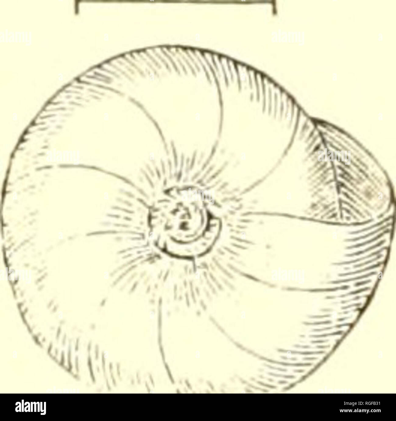 . Bulletin of the Museum of Comparative Zoology at Harvard College. Zoology. 124 TERRESTRIAL AIR-BREATHING MOLLUSKS. Hyalina capsella, Tryon, Amer. Journ. Conch., II. 252 (1866). âW. G. BlNNET, L. &amp; Fr.-W. Sh., I. 76, Fig. 72 (1S69). Mountains of Eastern Tennessee : a species of the Cumberland Subregion. Animal unknown. Formerly I referred as a synonyme to this species, Z. placentula, q. v., describing and figuring the animal and dentition. I am, however, now con- vinced of its difference. See below. Zonites placentula, Shuttleworth. Shell widely umbilicated, very much depressed, arctispir Stock Photo