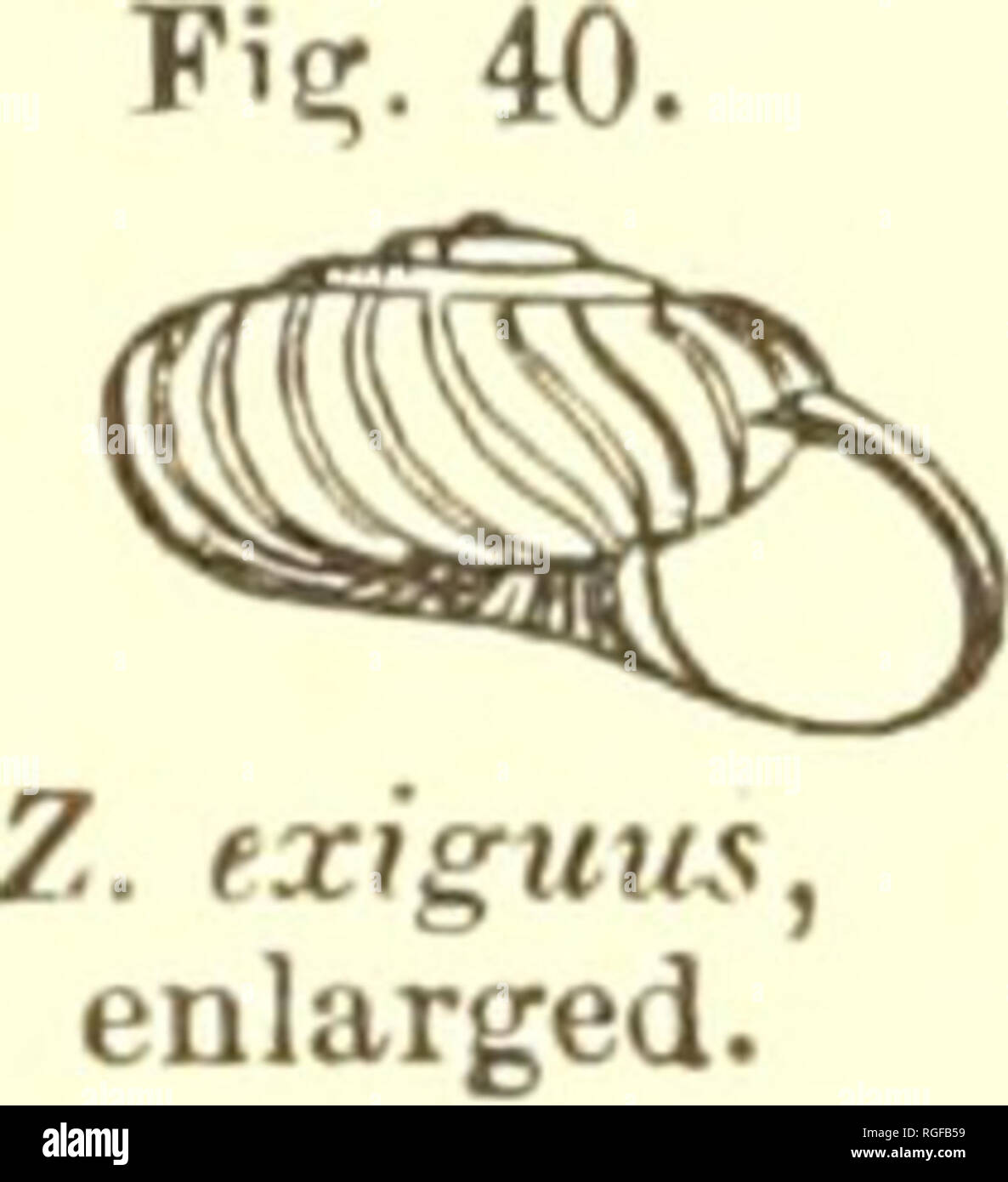 . Bulletin of the Museum of Comparative Zoology at Harvard College. Zoology. '/.. conspectus, enlarged. equal to two sevenths the diameter of the shell; aperture ob- lique, roundly lunate; peristome simple, straight, the margins approaching, the columellar margin scarcely dilated. Greater diameter 2, lesser If mill.; height, 1 mill. Helix conspecta, Bland, Ann. N. Y. Lye. VIII. 163, Fig. 7 (Nov. 1865). Pseudohyalina conspecta, Tryon, Amer. Journ. Conch., II. 265 (1866). Hyalina conspecta, W. G. Binney, L. [&amp; Fr.-W. Sh., I. 41 (1869). In the Pacific Province at San Francisco and Monterey, C Stock Photo