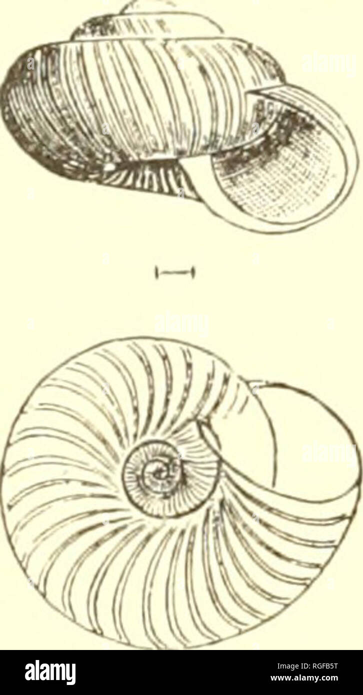 . Bulletin of the Museum of Comparative Zoology at Harvard College. Zoology. 122 TERRESTRIAL AIR-BREATHING MOLLUSKS. Fig. 39.. '/.. conspectus, enlarged. equal to two sevenths the diameter of the shell; aperture ob- lique, roundly lunate; peristome simple, straight, the margins approaching, the columellar margin scarcely dilated. Greater diameter 2, lesser If mill.; height, 1 mill. Helix conspecta, Bland, Ann. N. Y. Lye. VIII. 163, Fig. 7 (Nov. 1865). Pseudohyalina conspecta, Tryon, Amer. Journ. Conch., II. 265 (1866). Hyalina conspecta, W. G. Binney, L. [&amp; Fr.-W. Sh., I. 41 (1869). In the Stock Photo