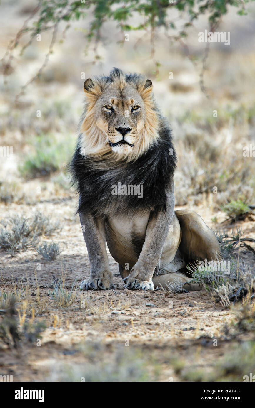 black-maned-male-lion-resting-under-a-tree-in-the-kgalagadi-south