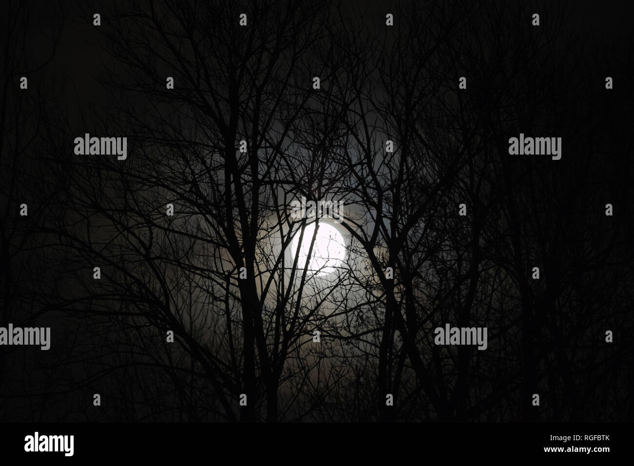Winter Solstice Moon seen through bare trees soon after moonrise. The