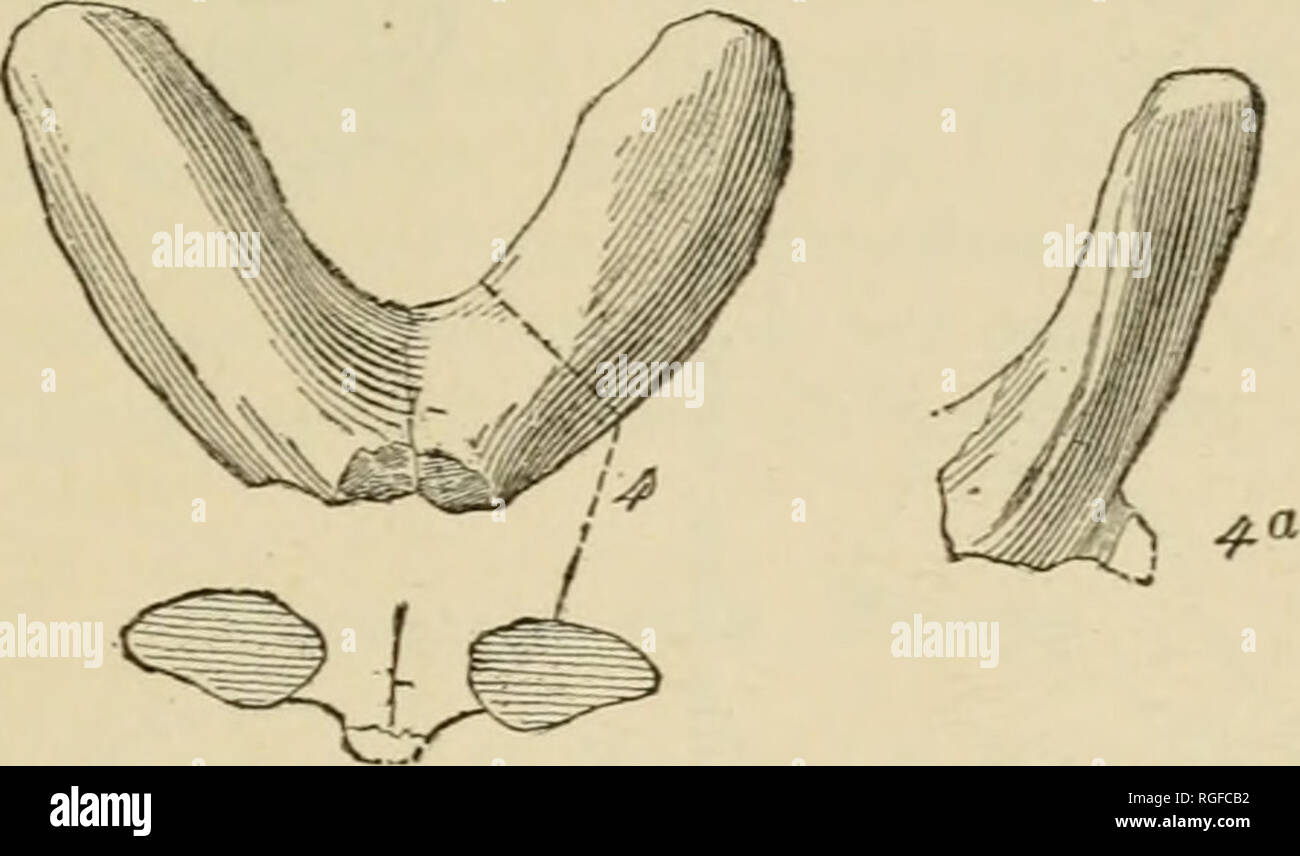. Bulletin of the Museum of Comparative Zoology at Harvard College