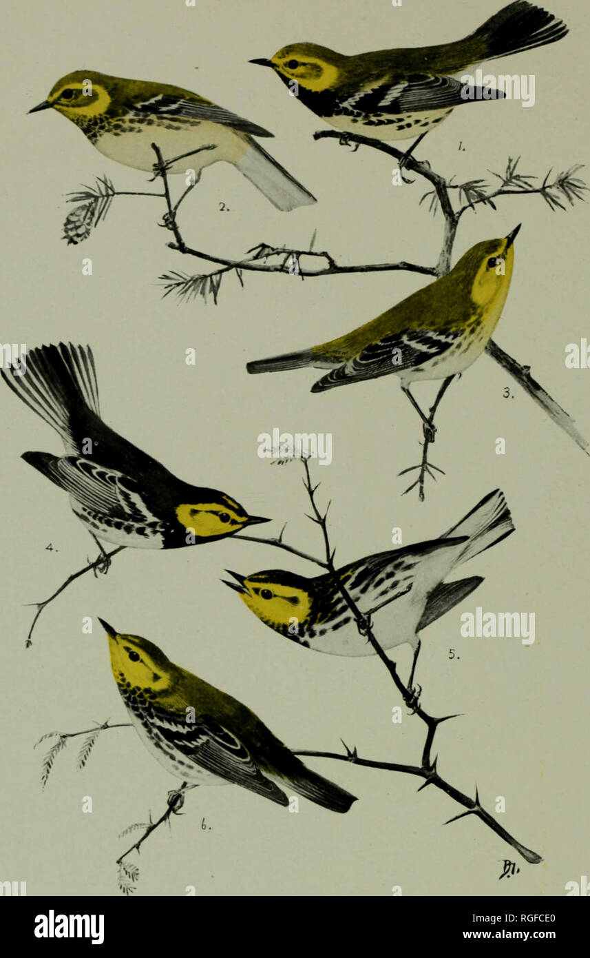 . Bulletin of the Michigan Ornithological Club. Michigan Ornithological Club; Birds. From BIRD-LORE'S Series of North American Warblers. 1. Blacx-throated Green Warbler. Adult Male. 2. Black-throated Green Warbler, Adult Female. 3 Black-throated Green Warbler. Young Female. 4. Golden-cheeked Warbler. Adult Male. 5. Golden-cheeked Warbler, Adult Female. 6. Golden-cheeked Warbler, Young Female. .one-half natural size.. Please note that these images are extracted from scanned page images that may have been digitally enhanced for readability - coloration and appearance of these illustrations may n Stock Photo