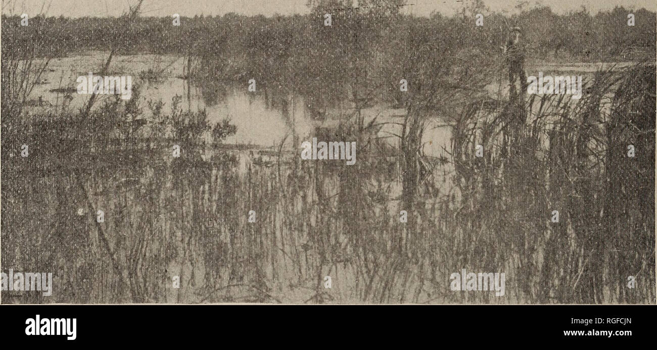 1914 Color Plate Bird Life Hackensack Marshes Nj Birding Print Over 100 Year Old Collectables Telephoneheights Paper Ephemera