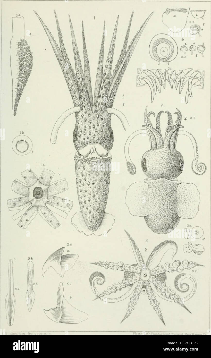 . Bulletin of the Museum of Comparative Zoology at Harvard College. Zoology; Zoology. Blake Exped.Cephalopod; PLATE VII.. Eni^.rV^n froiA nal FTioto I.ilKPunjprsondCrisand HewMaven Cl GALLITEUTHIS REVERSA . HETEROTEUTHIS TENERA. Please note that these images are extracted from scanned page images that may have been digitally enhanced for readability - coloration and appearance of these illustrations may not perfectly resemble the original work.. Harvard University. Museum of Comparative Zoology. Cambridge, Mass. : The Museum Stock Photo