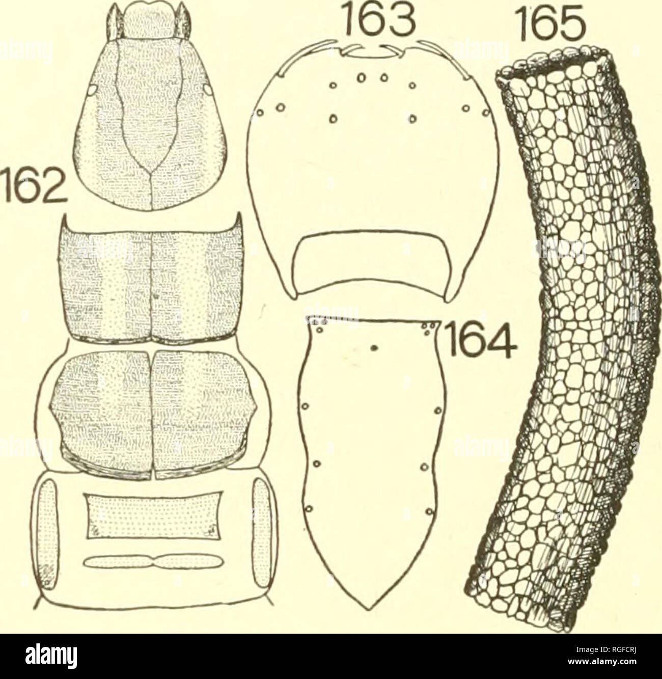 . Bulletin of the Lloyd Library of Botany, Pharmacy and Materia Medica. Botany; Pharmacy; Entomology; Fungi. NORTH AMERICAN CADDIS-FLY LARV-ffi. The Thorax.—The chitinous shield of the pronotum is ex- tended forward in thorn-like form at each cephalic corner. In color the pronotum is deep mahogany-brown, with a broad, lighter- brown line on each side of the median suture. 163 165. PSILOTRETA FRONTALIS. 162. Larva. Head and thorax. 164. Larva. Frons. 163. Larva. Labrum. 165. Case. The shield of the mesonotum is deep mahogany-brown, with a lighter line on each side of the median suture, which, i Stock Photo