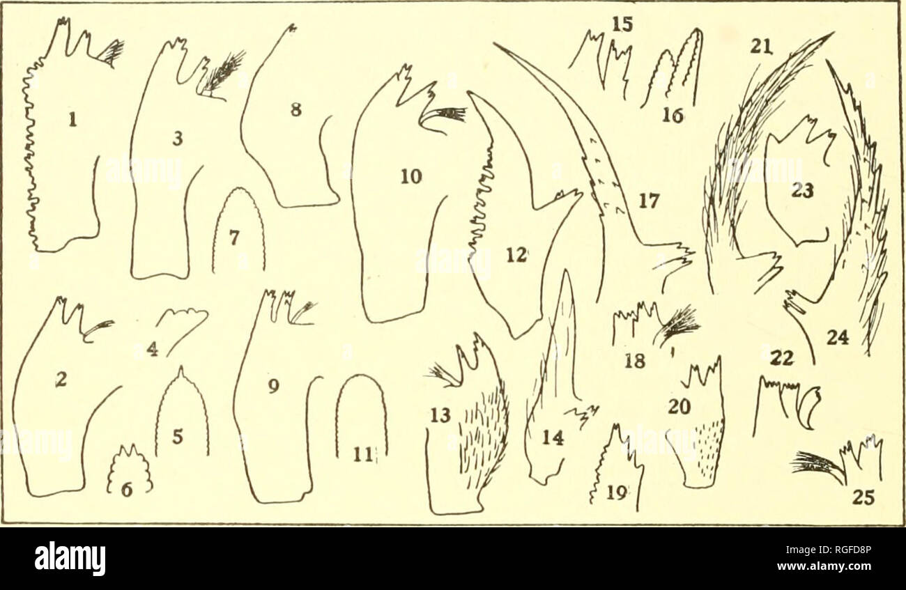 . Bulletin of the Lloyd Library of Botany, Pharmacy and Materia Medica. Botany; Pharmacy; Entomology; Fungi. MOUTH PARTS OF THE NYMPH. Text-figure I.. Types of May-fly Mandible. 1. Baetisca, molar surface removed. 2. Lep- tophlebia, molar surface removed. 3. Siphlurus, molar surface removed. 4. Epeorus, inner canine. 5. Heptagenia, outer canine. 6. Ecdyurus, outer canine. 7. Epeorus, outer canine. 8. Caenis, all tips removed. 9. Calli- baetis, molar surface removed. 10. Blasturus, molar surface removed. 11. Iron, outer canine. 12. Pentagenia. 13. Tricorythus, molar surface removed. 14. Hexagen Stock Photo