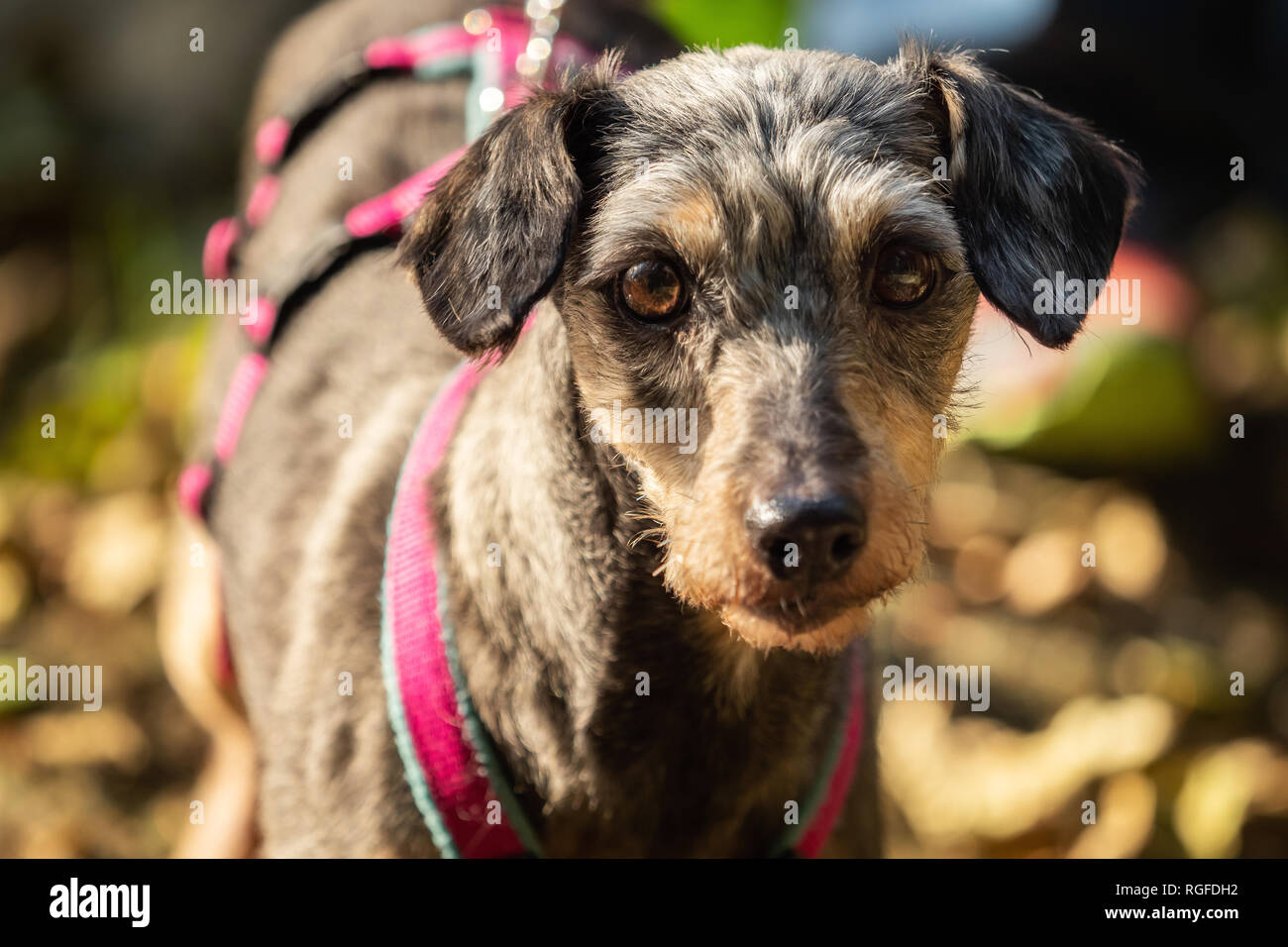 short haired terrier mix
