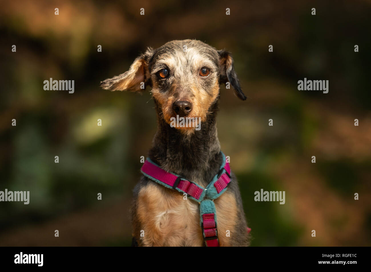 A Little Terrier Mixed Breed With Short Hair Stock Photo