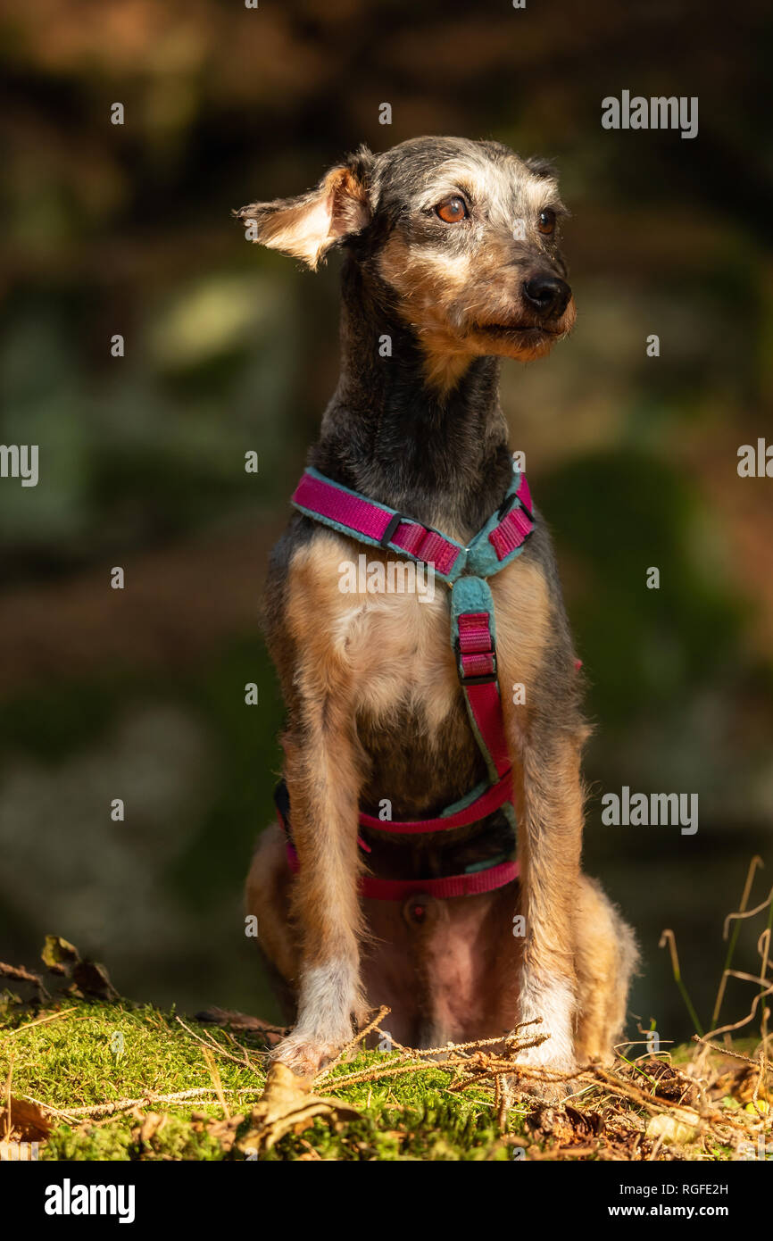 A Little Terrier Mixed Breed With Short Hair Stock Photo