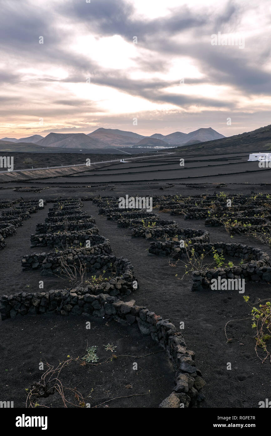 Wine-growing region of La Geria. Stock Photo