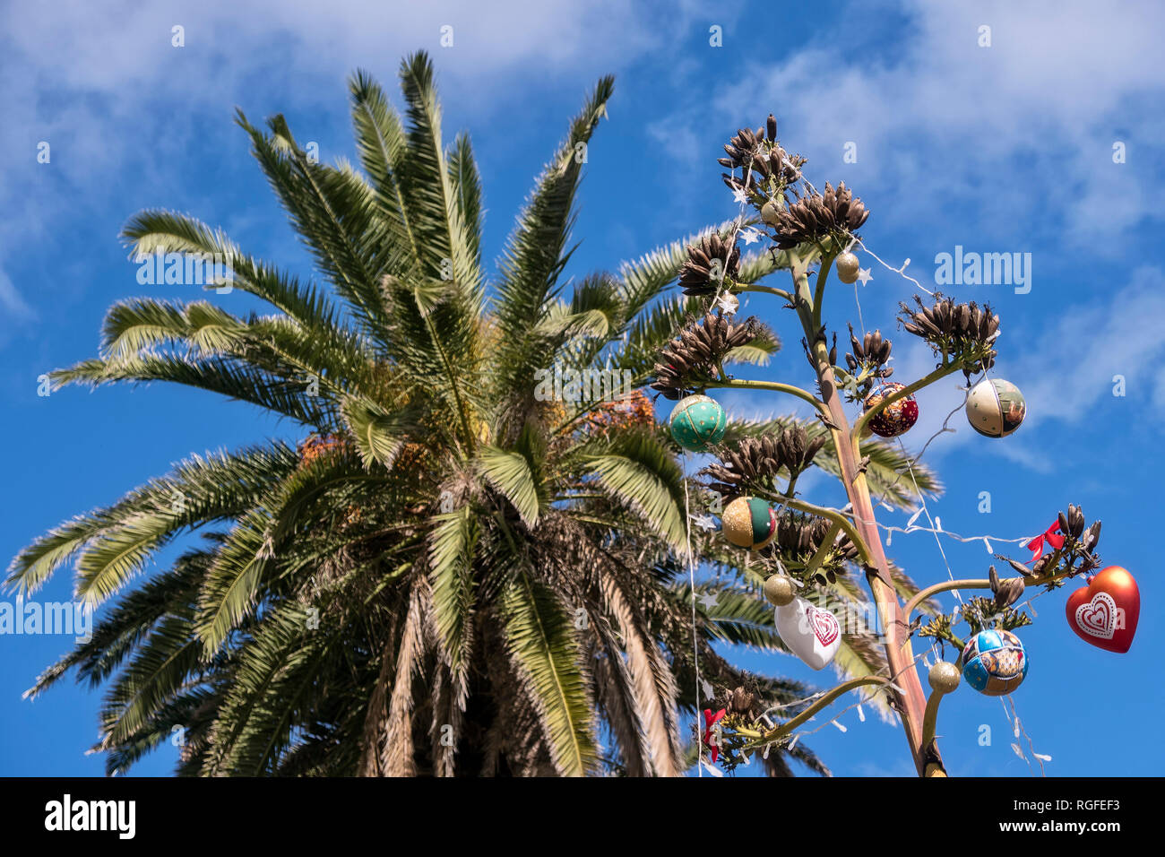 Christmas Decorations And Palm Trees Stock Photo 233909959 Alamy