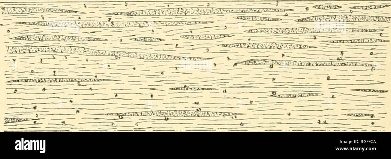 . Bulletin of the Geological Society of America. Geology; Geology -- United States. 302 HALL AND SARDESON—PALEOZOIC FORMATIONS OF MINNESOTA. The fossils are: Analoteichia impolita, Ulrich. Pachydictya foliata, Ulrich. Stictoporella frondifera, Ulrich. Leptsena sericea, Sowerby. Lingula elderi, Whitfield. Orthis perveta, Conrad. 0. tricenaria, Conrad. Rhynchonella ainsliei, X. H. Win- chell. R. minnesotensis, Sardeson. Streptorhynchus filitextum, Hall. Zygospira recurvirostris, Hall. Helicotoma planulata, Salter. Murchisonia gracilis, Hall. Pleurotomaria subconica, Hall. Raphistoma lenticulare, Stock Photo