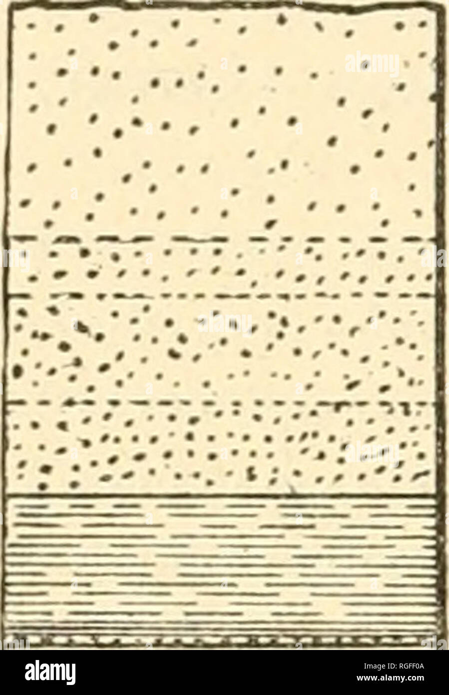 . Bulletin of the Geological Society of America. Geology; Geology -- United States. 314 W. II. WEEDâTWO MONTANA COAL FIELDS. The following section represents the strata exposed on McGriffin coulee, a branch of Sand coulee, near the coal mines: 25 Laminated hard brown sandstone. 6 Massive coarse mottled sandstone. 2 Fine grained white massive sandstone. io Fine grained brown massive sandstone. id Shales, dark red, holding nodules.. Calcareous conglomerate. Red shales, holding*arenaceous limestone nodules. Sandstone, massive, fine grained, white. Limestones, very arenaceous, light purple or red Stock Photo