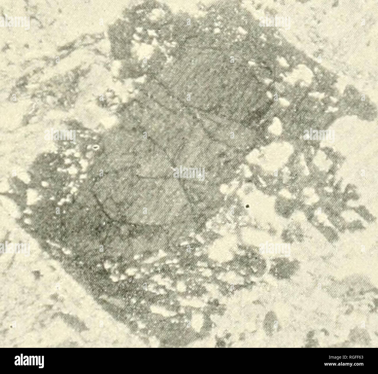 . Bulletin of the Geological Society of America. Geology; Geology -- United States. Figure 1.. Figure 2. SECONDARY ENLARGEMENT OF CLASTIC TOURMALINE.. Please note that these images are extracted from scanned page images that may have been digitally enhanced for readability - coloration and appearance of these illustrations may not perfectly resemble the original work.. Geological Society of America. [New York, etc. ] The Society Stock Photo