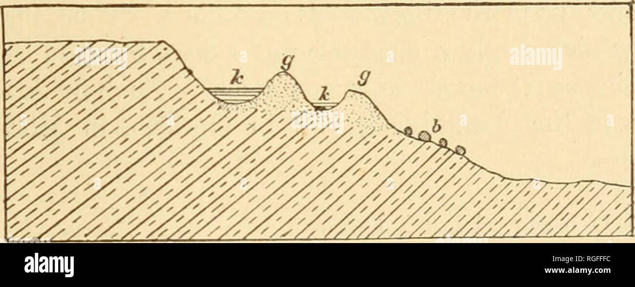 . Bulletin of the Geological Society of America. Geology; Geology -- United States. SURFACE GRAVELS AND SANDS. 85 which is occupying the position as in front of a beach. The ridges may be replaced by cones, resembling delta deposits. The ridges are often scarcely less direct and scarcely more broken or more varying in height than beaches, especially when the subsequent erosion and unequal elevation, caused by terrestrial movements since the gravels were deposited, is taken into account. The ridges are often found to divide and enclose kettle-like depressions, sometimes dry and sometimes contai Stock Photo