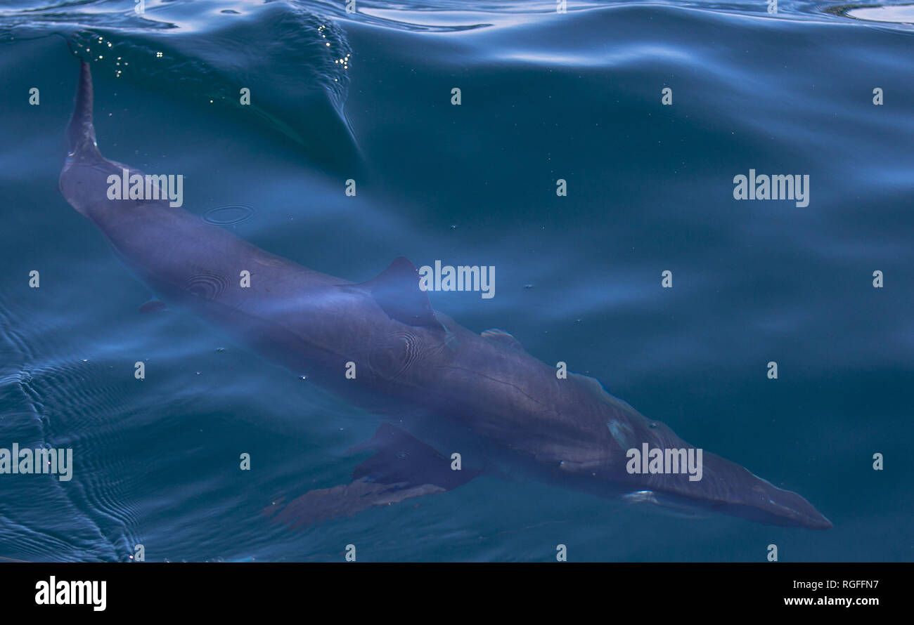 Mako Shark swimming atlantic ocean Stock Photo Alamy