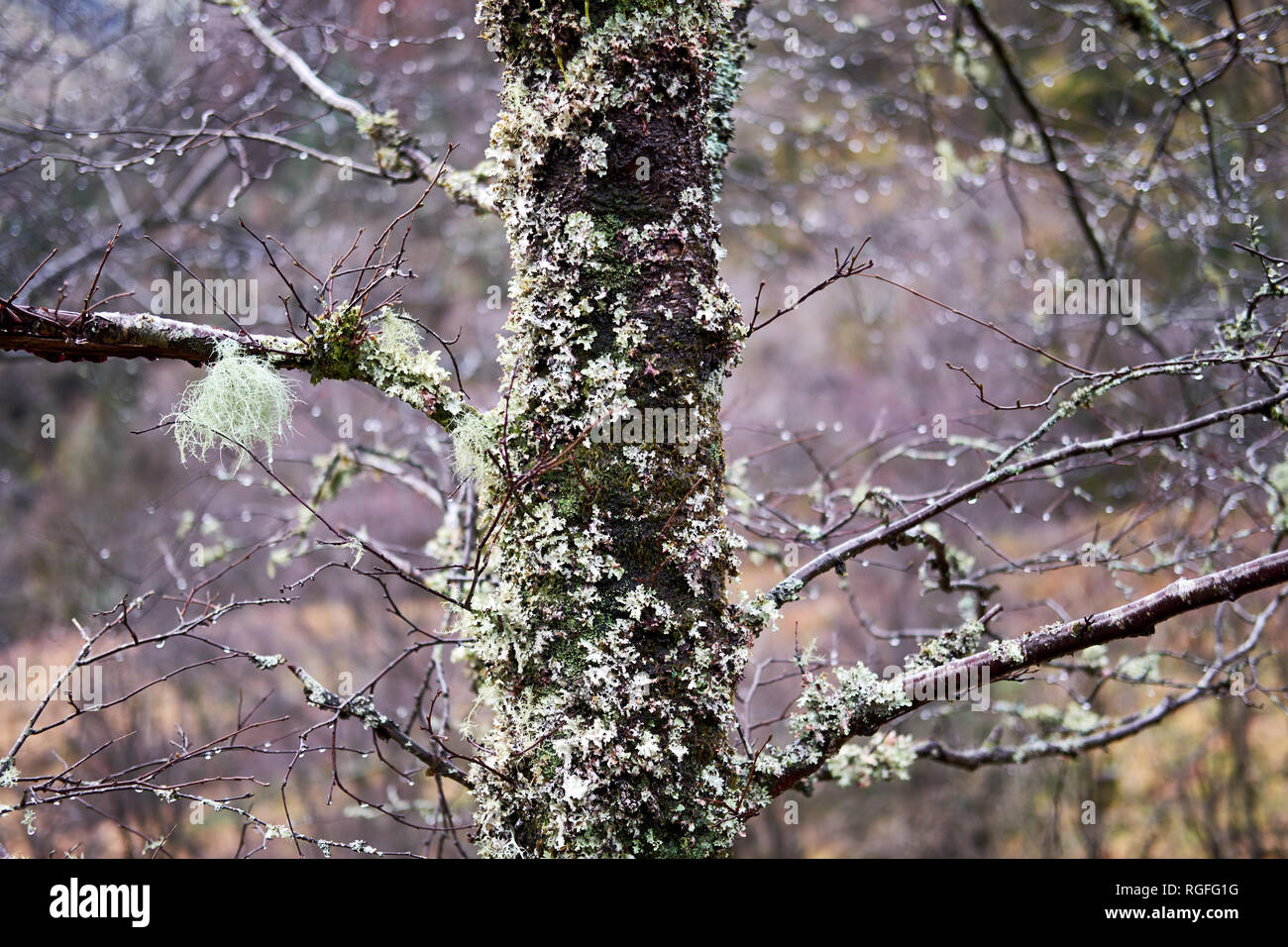Moss and lichen grow on a tree in winter Stock Photo - Alamy