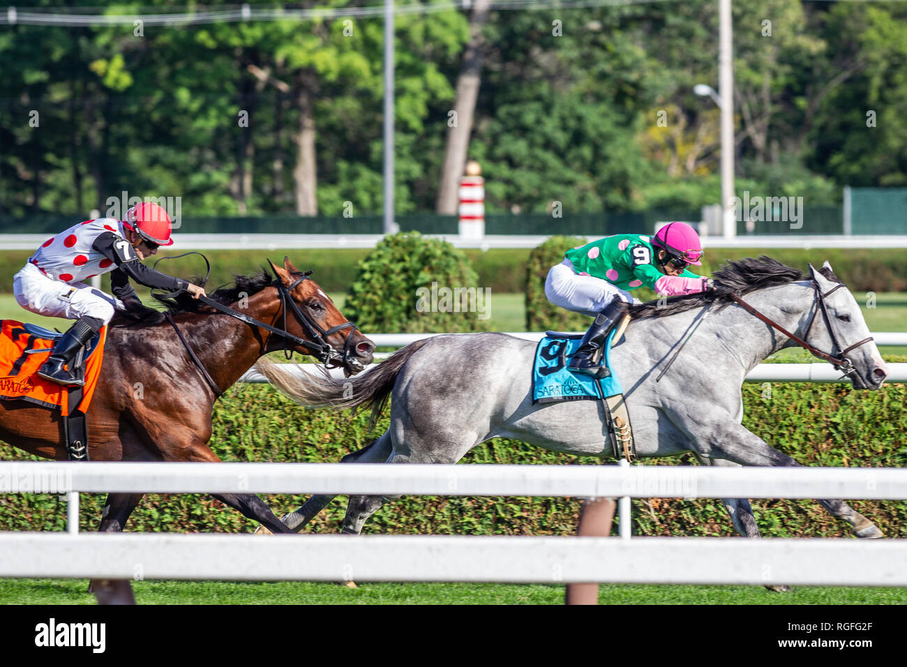 Horse and Jockey Racing Saratoga race track New York Stock Photo Alamy