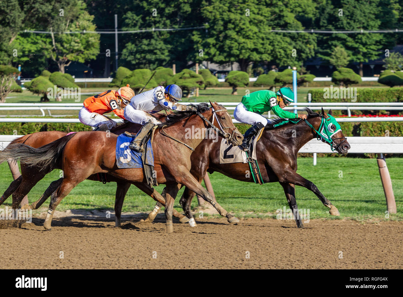 Horse and Jockey Racing Saratoga race track New York Stock Photo Alamy