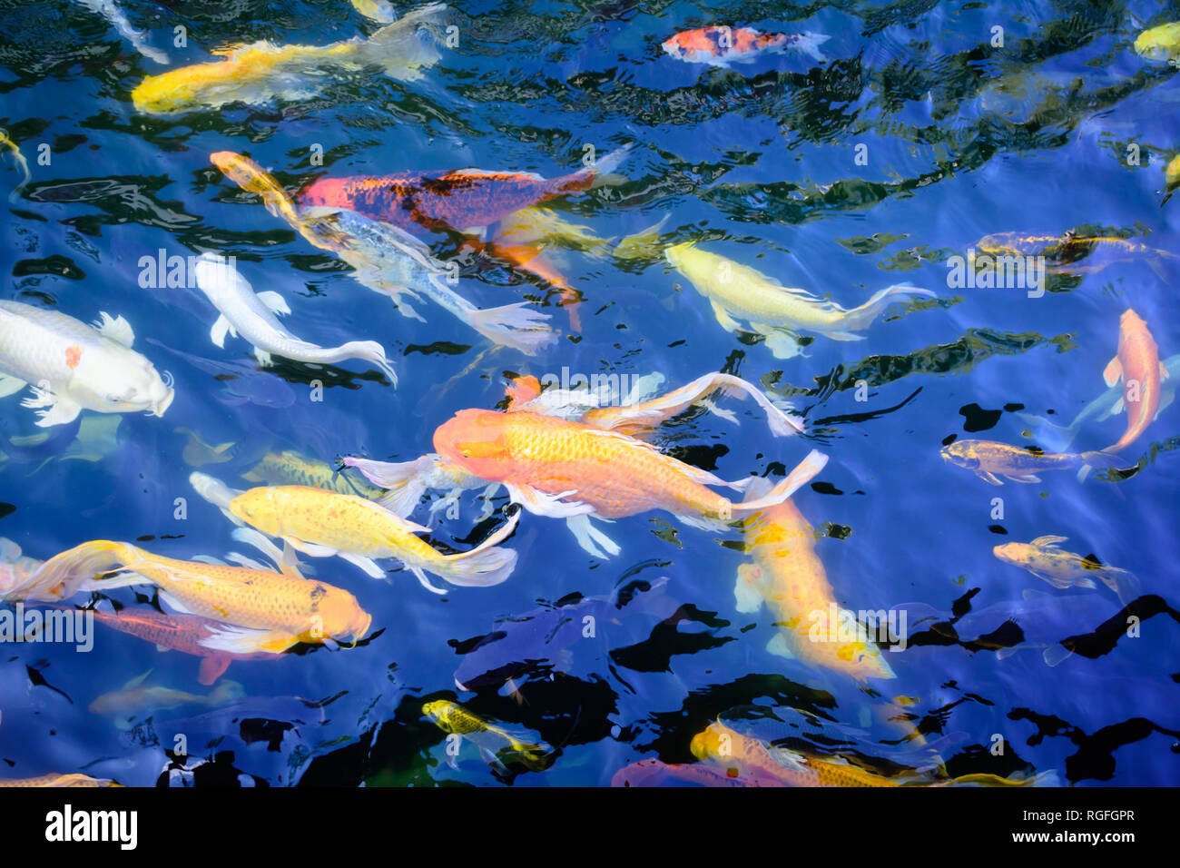 Colorful fancy carp fish or koi fish are swimming. Koi Fish swimming in