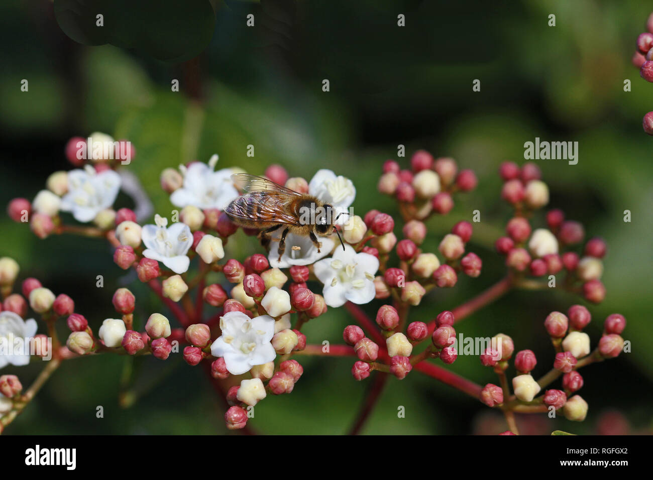 honey bee on viburnum flower caprifoliaceae apis mellifera showing