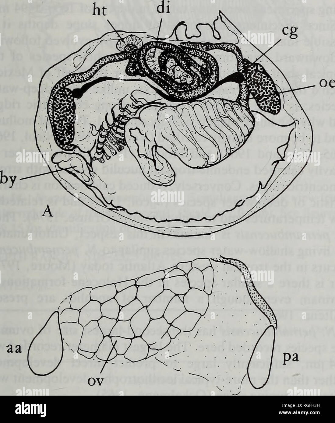 . Bulletin of the British Museum (Natural History) Zoology. . B Fig. 11 Nuculoidea bushae. A. Semidiagrammatic view from the right side of the body organs; B. Lateral view of part of body from the left side to show the position of the ovary in a mature specimen; C. Course of hind gut as seen from the right side. (Scale =1.0 mm; for key to abbreviations see p.63). Nuculoidea pernambucensis (Smith 1885) Figs 12-14 Type locality: Challenger Sta. 120, Lat. 08°37'00&quot;S, Long. 34°28'00&quot;W, 675 fms. Type specimens: Syntypes, 5 valves, BM(NH) reg.no. 1887.2.9.2910-11. (Examined by PR). (Note:  Stock Photo